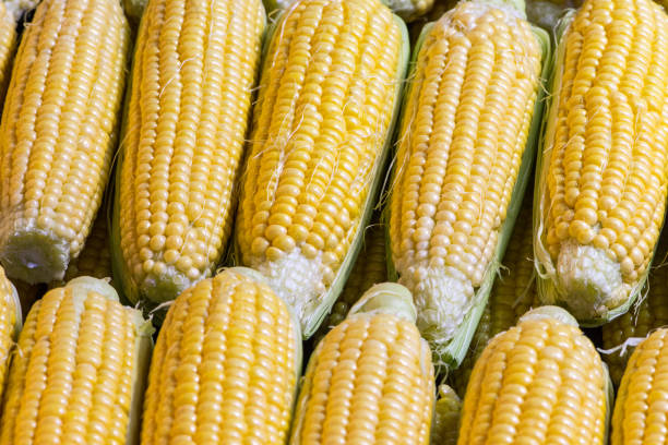istock cobs of corns in the raw 887088630