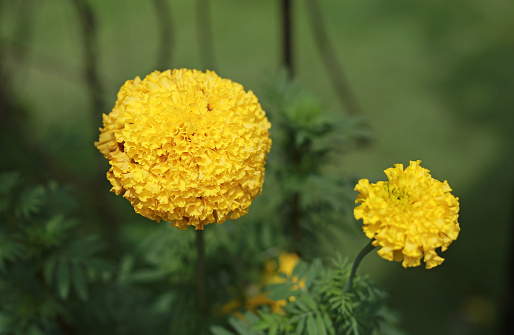 Close-up of a small yellow Marigold planted in a kitchen garden.
