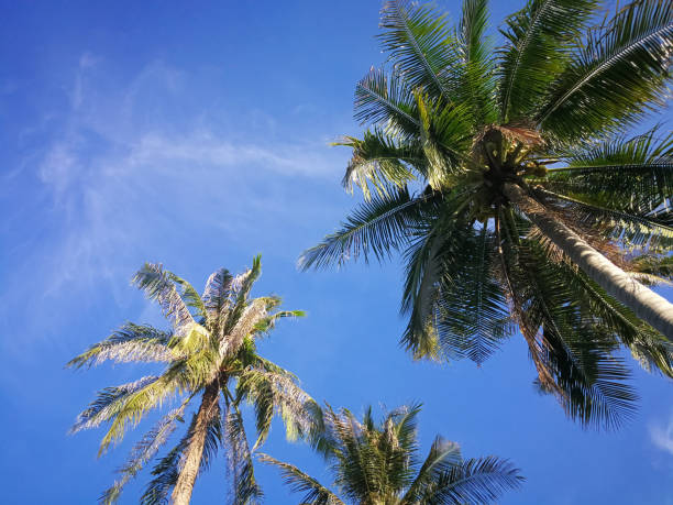 istock Summer nature scene, Tropical plants, Coconut palm trees on blue sky background. 887093958