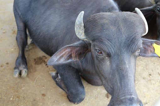 Close up murrah buffalo in the farm.