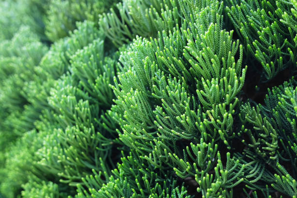 istock Close up of pine 887094068