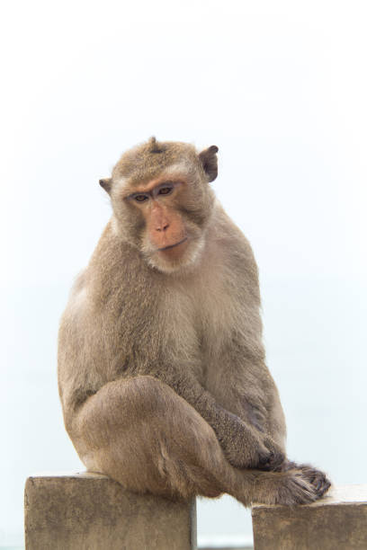 Monkey of portrait isolated white background. Monkey of portrait isolated white background. macaque stock pictures, royalty-free photos & images