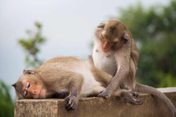 istock Monkey of portrait isolated white background. 887103172