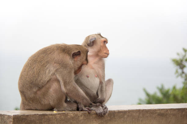 istock Monkey couple sitting on the concrete and passionate, feeling in love. 887103330