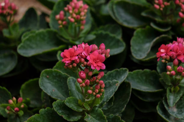 istock ​ Kalanchoe flowering plants 887132614