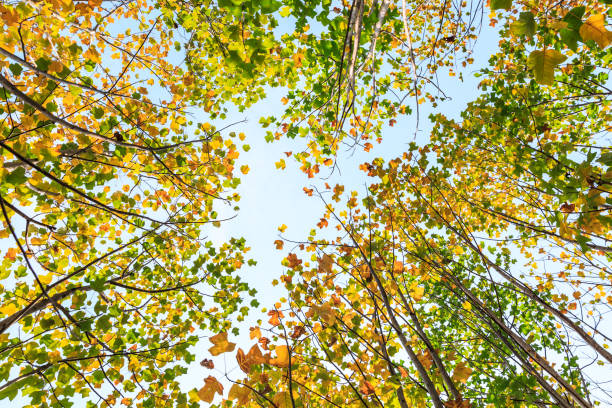 istock Beautiful autumn leaves in the forest,liriodendron tree 887132988
