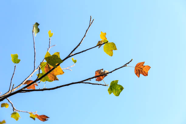 istock Beautiful autumn leaves in the forest 887133646