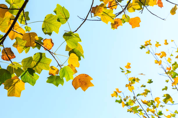 istock Beautiful autumn leaves in the forest 887140924