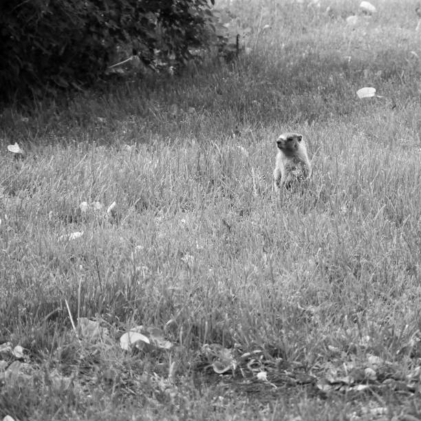 istock a groundhog standing in a patch of grass 887143430