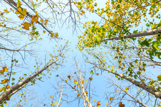 istock Beautiful autumn leaves in the forest,liriodendron tree 887144436