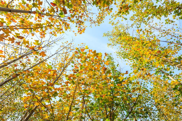 istock Beautiful autumn leaves in the forest,liriodendron tree 887157816