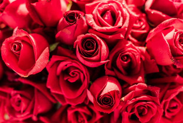 istock Beautiful roses background Bouquet roses in various colors 887158900