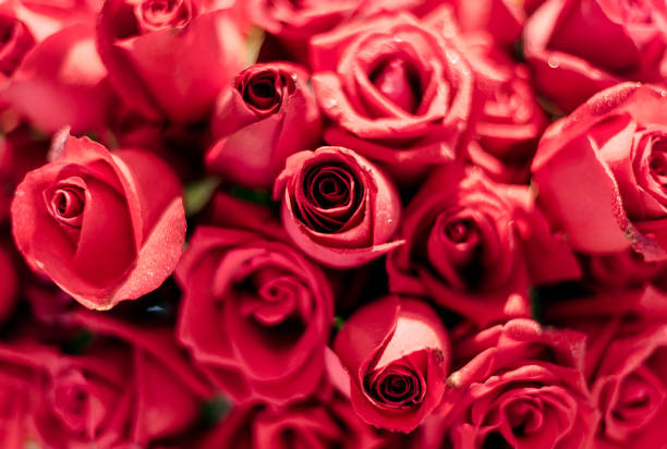 istock Beautiful roses background Bouquet roses in various colors 887158962