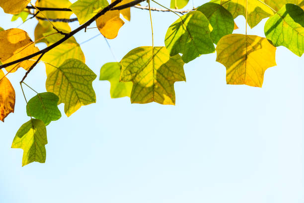 istock Beautiful autumn leaves in the forest,liriodendron tree 887161254