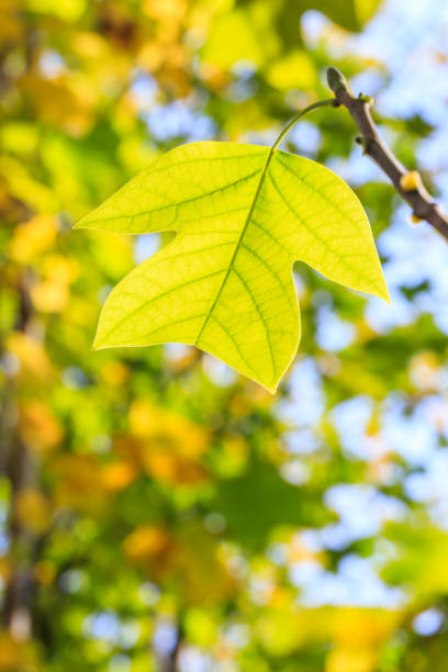 istock Beautiful autumn leaves in the forest,liriodendron tree 887163738