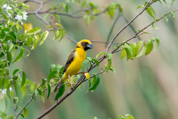istock Asian golden weaver 887164048