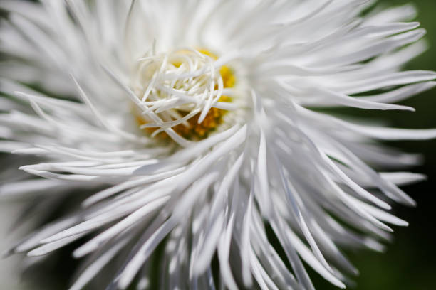 istock shaggy white flower 887164530