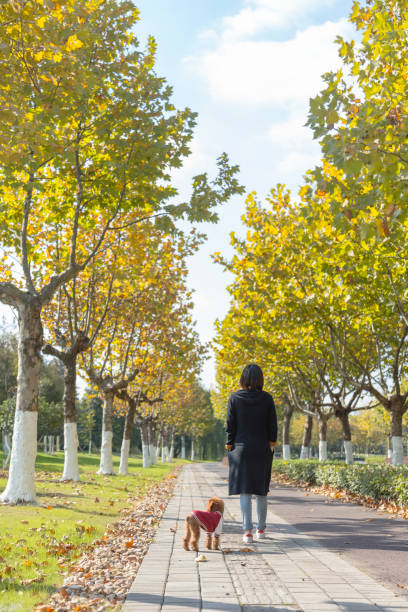 istock woman walking her dog in park 887166828