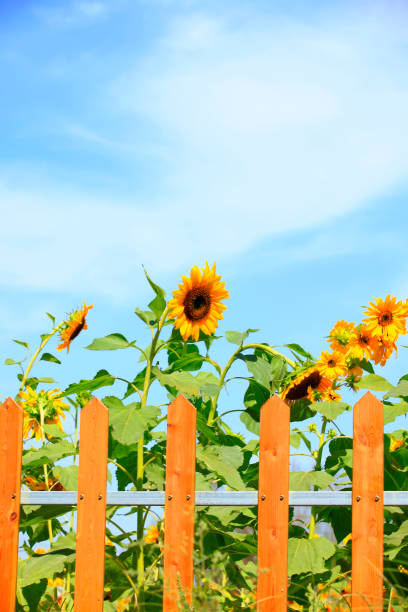 istock Sunflower under the blue sky 887167458
