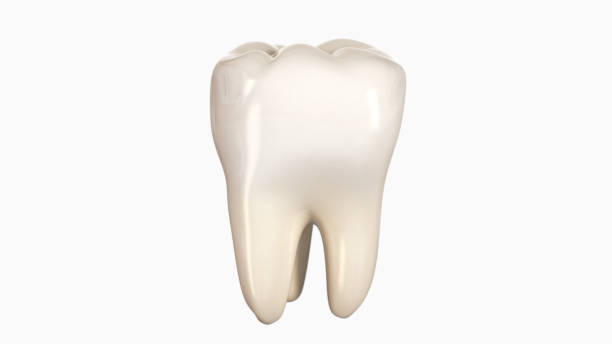 3D illustration of a tooth computer generated tooth on white background teeth stock pictures, royalty-free photos & images