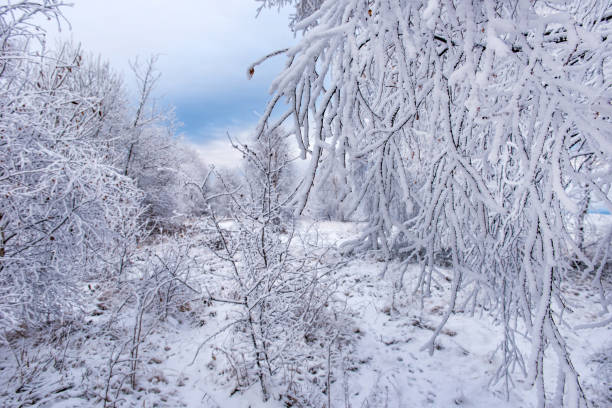 istock Hoarfrost and snow on birch trees. Winter wonderland 887178280