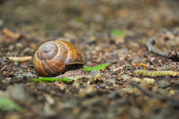istock Snail on the floor in the forest. 887185926