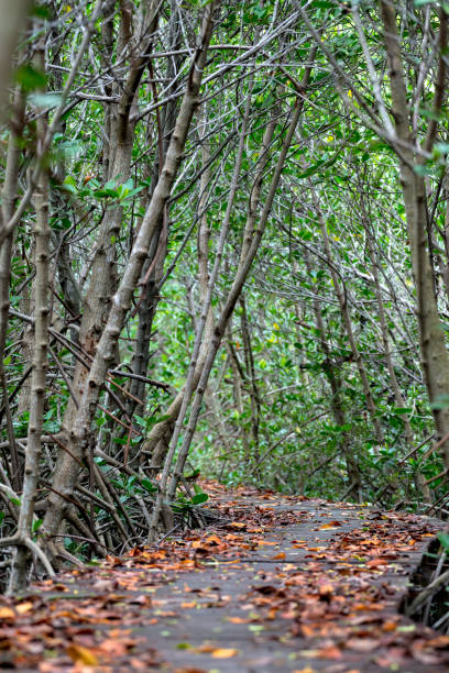istock Mangrove forest walkway at Phetchaburi ,Thailand 887186152