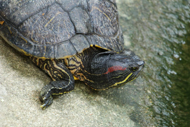 istock A Black and Yellow Turtle Near the Pond 887186372