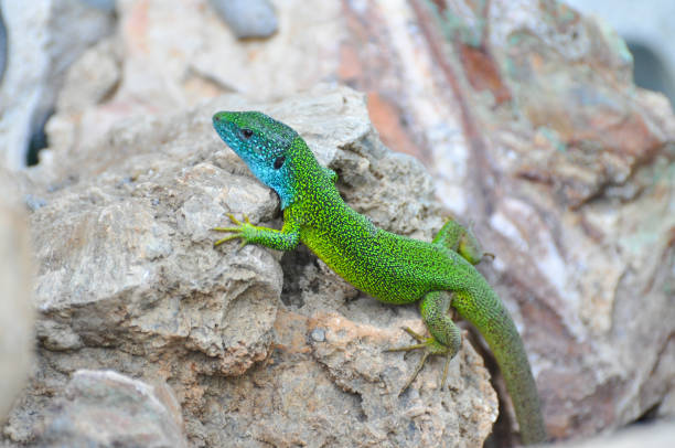 istock Green european lizard in nature. 887186416