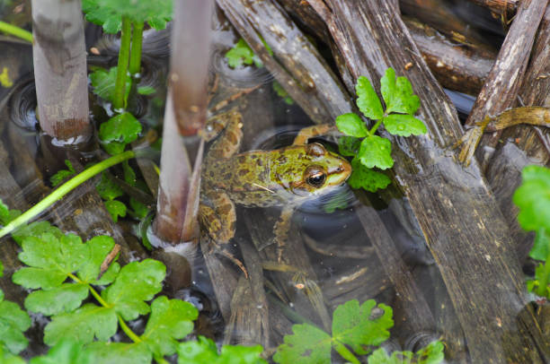 istock The edible frog (Pelophylax kl. esculentus) common water frog or green frog. 887194876