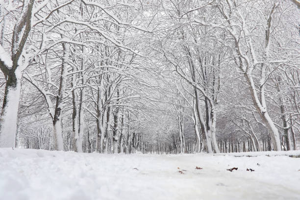 istock Snow-covered winter park and benches. Park and pier for feeding 887199842