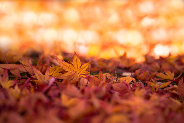 istock Autumn leaves-Stock image 887206380