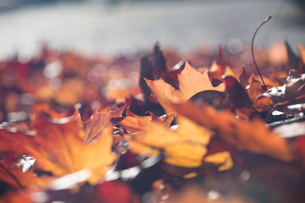 Close up of autumn leaves fallen on the ground-Stock image