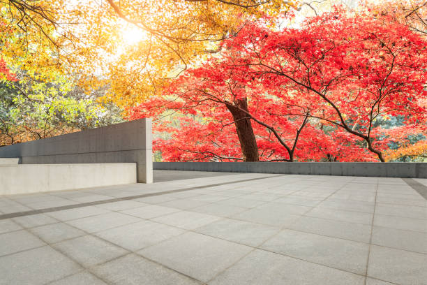 istock footpath and colorful maples forest in autumn park 887209692
