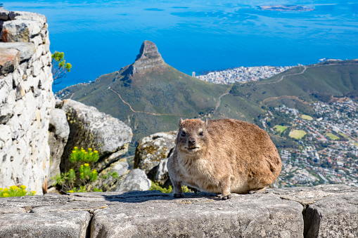 Front view of cute hyrax dassie, sitting on a wall of the table mountains. The background shows cape town ocean with characteristic signal hill.