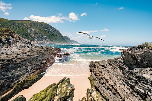 Wild landscape of Tsitsikamma national park near storms river suspension bridge with seagull flying through the scene.