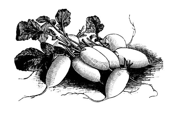 ilustrações de stock, clip art, desenhos animados e ícones de botany vegetables plants antique engraving illustration: white radish - radish white background vegetable leaf