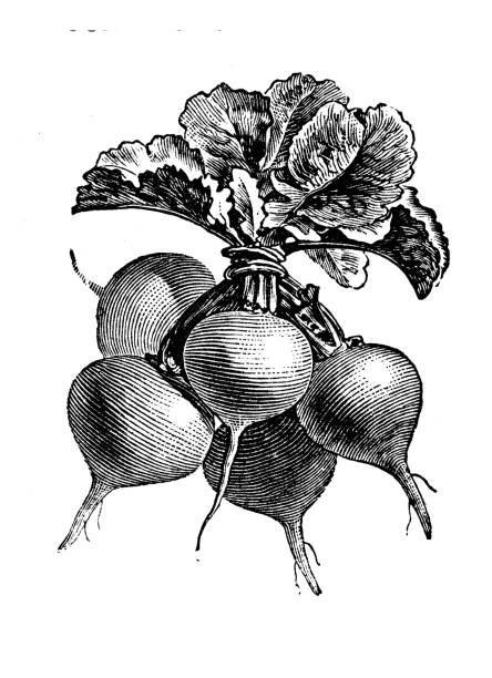 botanika warzywa rośliny antyczne grawerowanie ilustracja: żółty lub czerwony rzodkiewka - radish stock illustrations