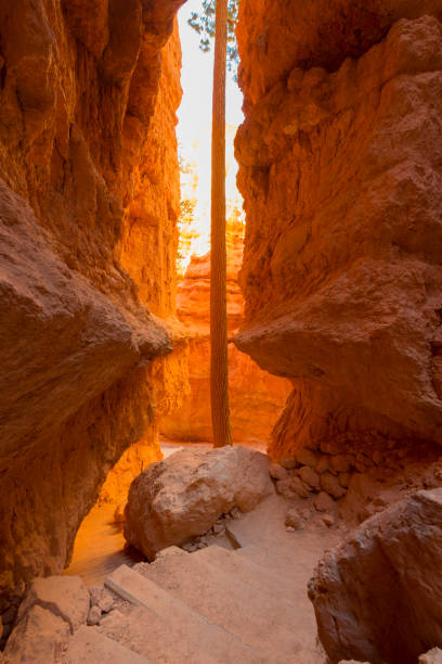 istock Wall Street, Bryce Canyon National Park 887239350