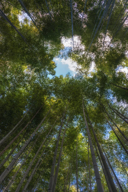 istock Bamboo forest, Arashiyama, Kyoto, Japan 887239508