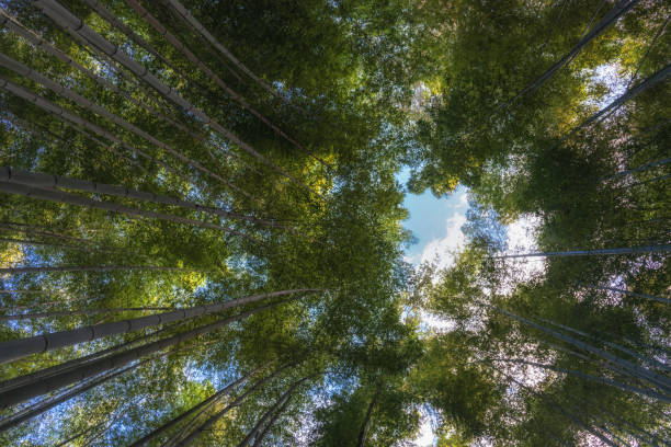 istock Bamboo forest, Arashiyama, Kyoto, Japan 887239528