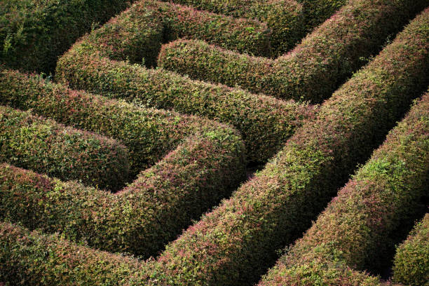 istock green labyrinth of trees - claustrophobia, psychology, searching for an exit 887239888