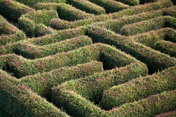 istock green labyrinth of trees - claustrophobia, psychology, searching for an exit 887239892