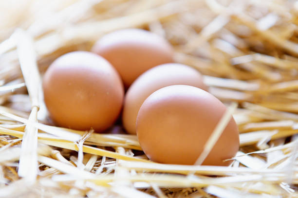 Four new laid eggs in their nest Four fresh hen's eggs, seen in close-up, sit in their straw nest. barn laid stock pictures, royalty-free photos & images