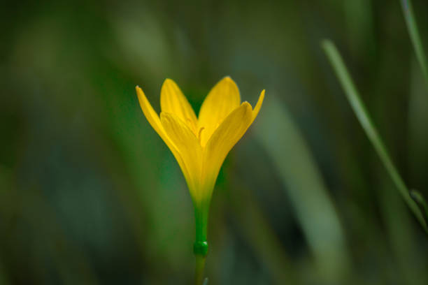 istock Yellow field flower 887265640