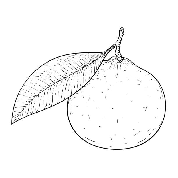 Clementine Hand Drawn Sketch Stock Illustration - Download Image