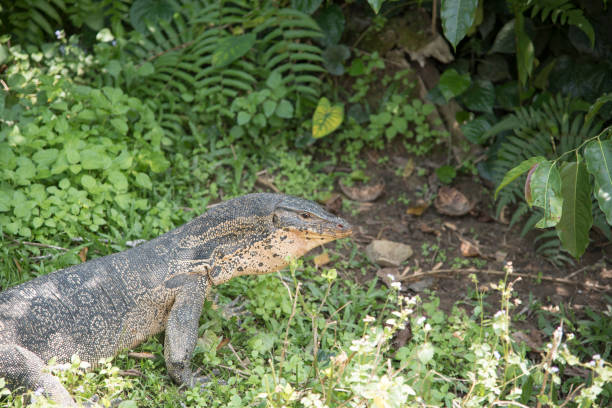 istock Komodo Dragon, the largest lizard in the world 887266516