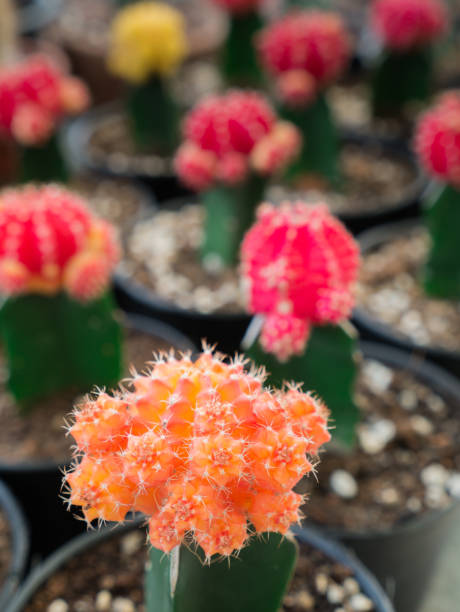 istock The New Orange Yellow Gymnocalycium 887267796