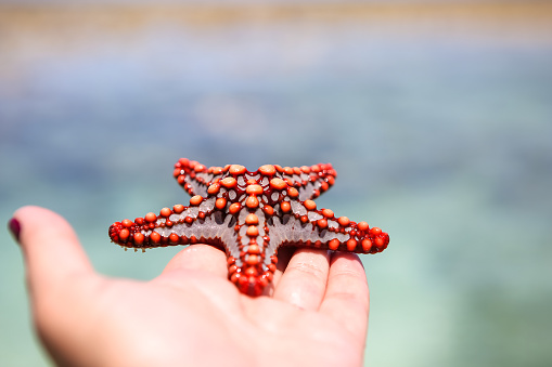 Starfish in the lagoon on the southern beach on the ocean.