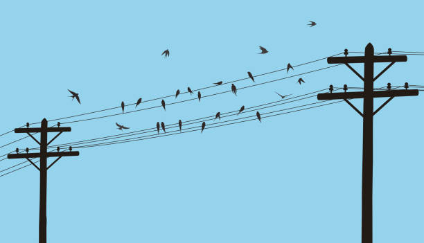 ilustrações, clipart, desenhos animados e ícones de bando de andorinhas no fio elétrico, ilustração vetorial - passerine